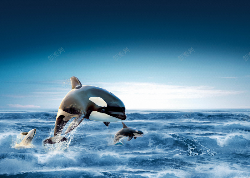 企业文化飞跃海洋背景jpg设计背景_新图网 https://ixintu.com 企业 发展 海洋 海豚 飞跃 进步 内部 商业 科技 科幻 商务