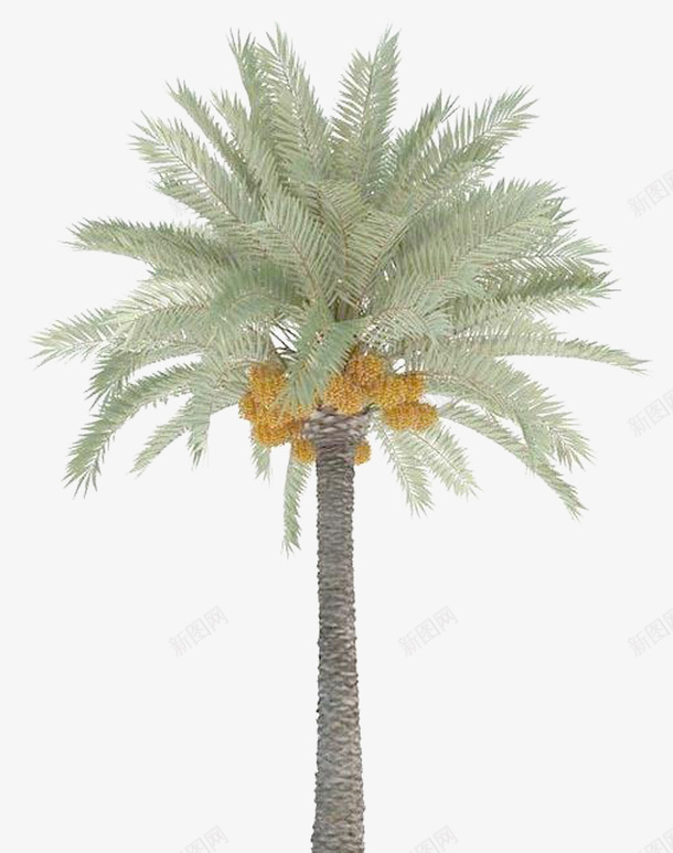 海枣树木png免抠素材_新图网 https://ixintu.com 植物 树木 绿植 PNG元素 免费下载