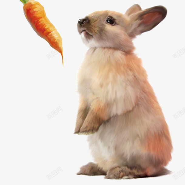 动物卡通手绘插画可爱兔子png免抠素材_新图网 https://ixintu.com 动物 卡通 手绘 插画 可爱 兔子