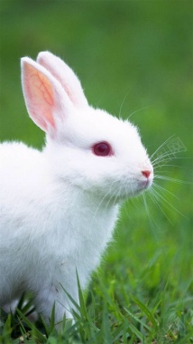 可爱兔子清新H5背景摄影图片