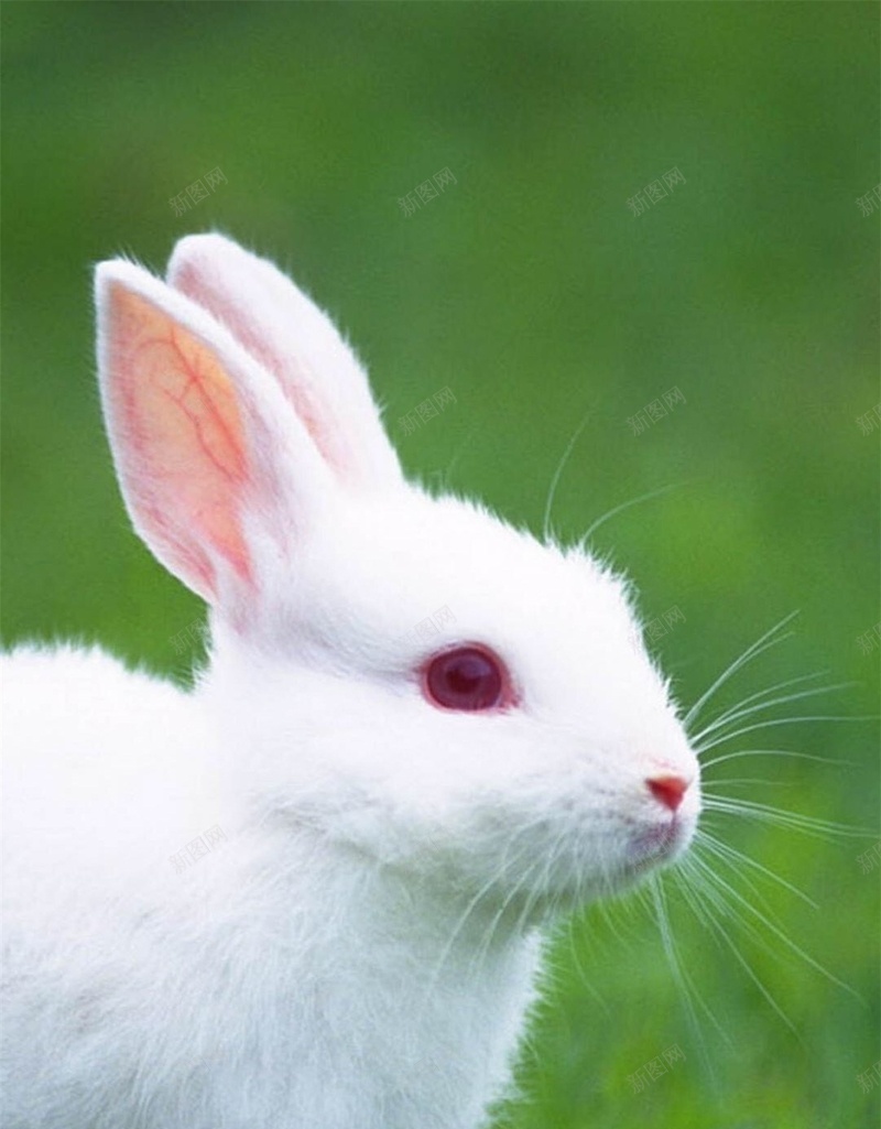 可爱兔子清新H5背景jpg_新图网 https://ixintu.com 兔耳朵 兔子 可爱 彩色 文艺 H5 h5 小清新 简约