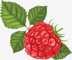 手绘树莓水果素材