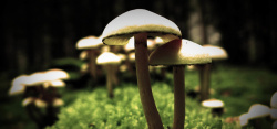 绿色菌野生菌菇森林背景高清图片