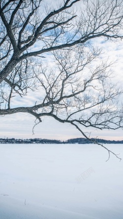 大雪压树枝场景冰雪世界白色户外场景摄影H5背景高清图片
