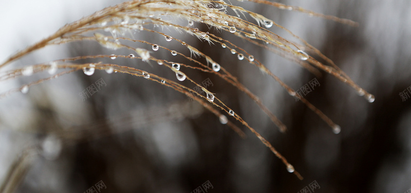 雨中的稻穗jpg设计背景_新图网 https://ixintu.com 雨滴 稻穗 收获 摄影图片 海报banner 摄影 风景