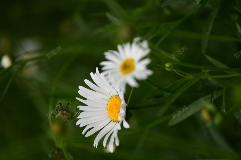 白色小雏菊花花jpg设计背景_新图网 https://ixintu.com 花 花花 小雏菊 小雏菊花花 白色花花