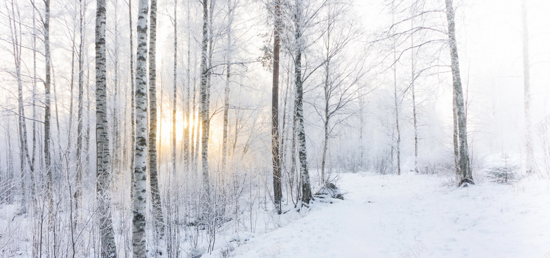 树林雪景淘宝海报背景bannerjpg设计背景_新图网 https://ixintu.com 树林 雪 阳光 海报banner 摄影 风景