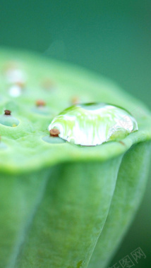 雨露节气背景背景