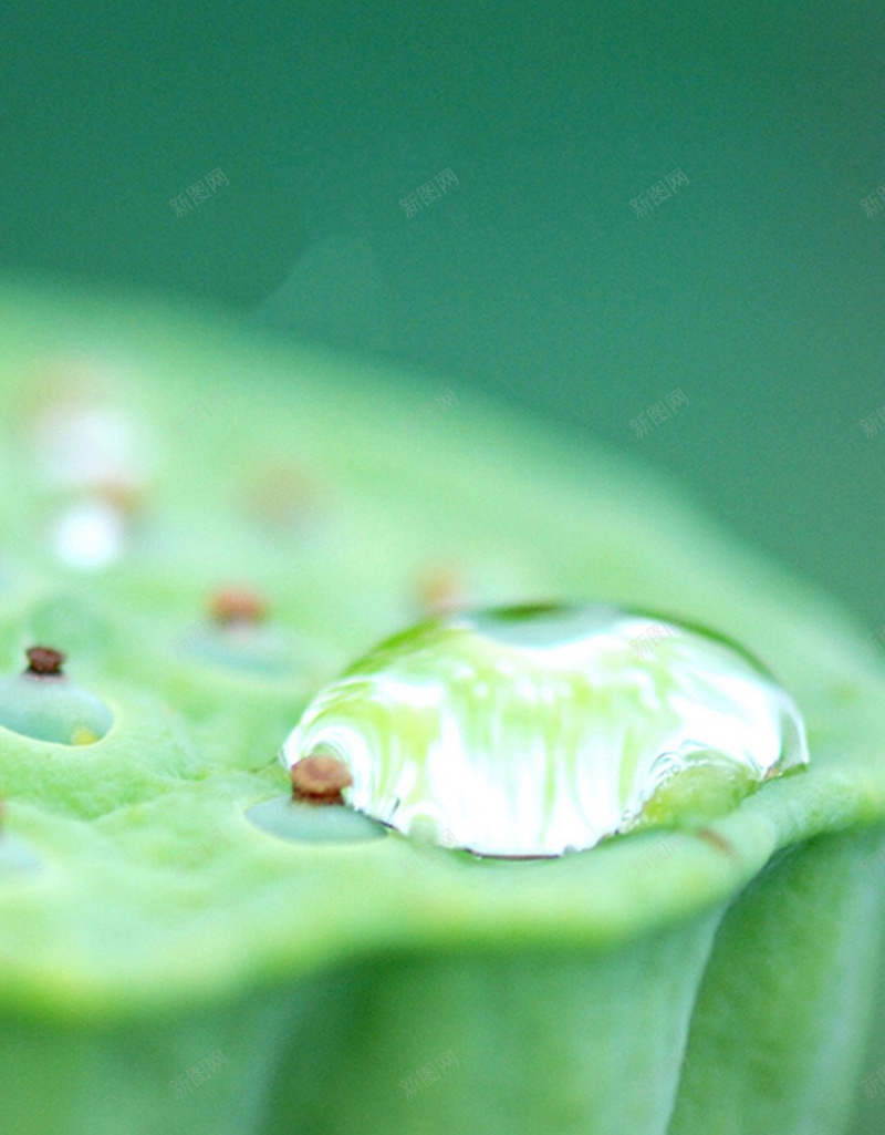 雨露节气背景jpg设计背景_新图网 https://ixintu.com 雨露 节气 背景 莲藕 莲子 睡莲 摄影 风景