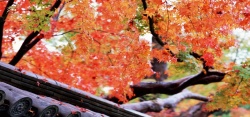 日式唯美秋天枫叶高清图片