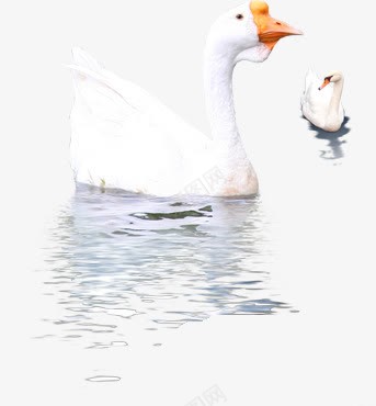 白色鸭子水卡通效果设计png免抠素材_新图网 https://ixintu.com 白色 鸭子 卡通 效果 设计