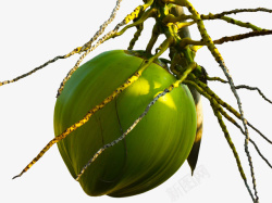 热带水果椰子素材素材