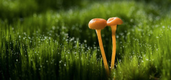美丽小蘑菇原始森林野生菌菇背景高清图片