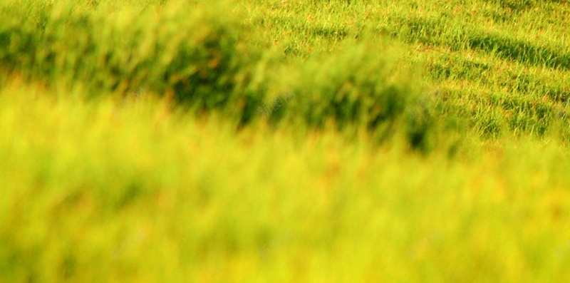 麋鹿高清手机H5背景jpg设计背景_新图网 https://ixintu.com 绿色 草地 小鹿 风景 摄影 H5 h5