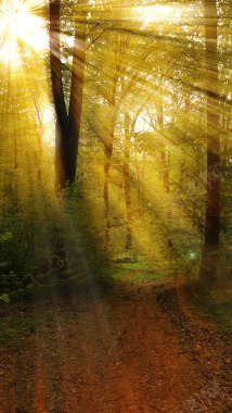 森林梦幻H5背景素材背景