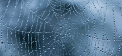 简约蜘蛛网蜘蛛网水滴海报素材高清图片