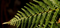 昆士兰蕨类植物高清图片