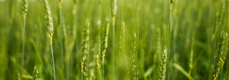夏日绿色小麦背景图jpg设计背景_新图网 https://ixintu.com 小麦 绿色 夏日 植物 海报banner 摄影 风景