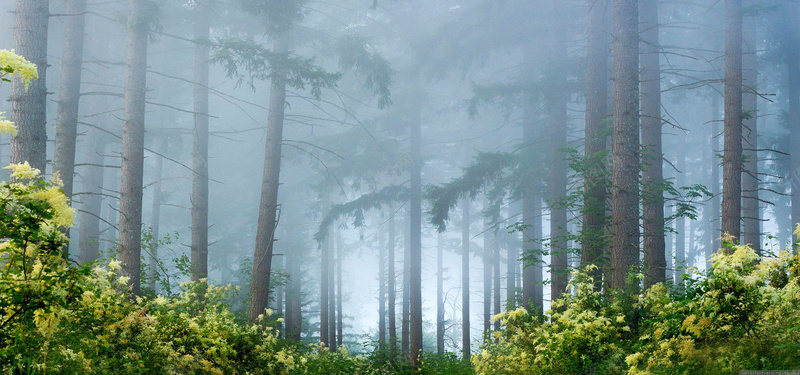 雨后森林jpg设计背景_新图网 https://ixintu.com 自然 森林 阳光 原始森林 海报banner 摄影 风景