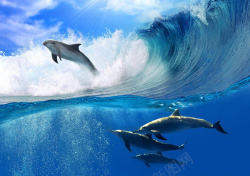 白色海豚蓝色海洋背景高清图片