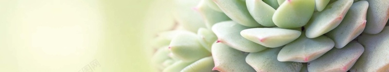 多肉植物海报背景素材psd设计背景_新图网 https://ixintu.com 多肉植物 淘宝多肉 多肉 海报 背景 多肉海报 多肉素材 植物 绿色