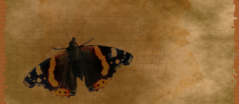 蝴蝶标本背景图背景