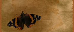 牛皮纹路蝴蝶标本背景图高清图片