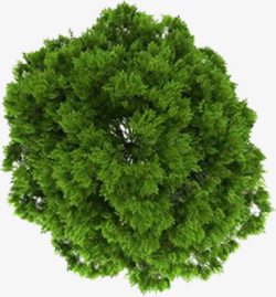 绿色树影植物角度高清素材
