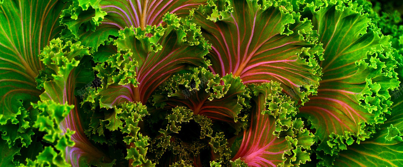 蔬菜背景jpg设计背景_新图网 https://ixintu.com 蔬菜 绿色 植物 叶片 新鲜 海报banner 质感 纹理