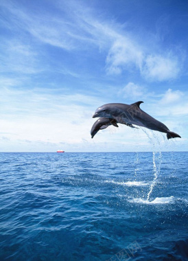 蓝白海洋海豚广阔背景图背景