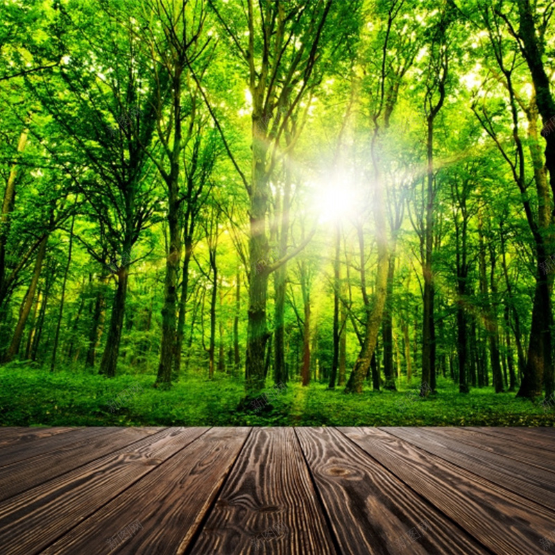 自然森林中的一缕阳光jpg设计背景_新图网 https://ixintu.com 主图 摄影 风景 阳光温暖自然森林清新