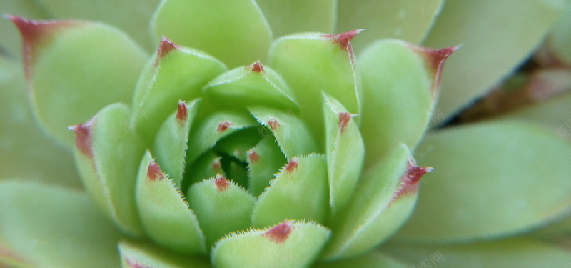 唯美多肉植物特写背景