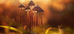神秘原始森林原始森林野生菌菇背景高清图片