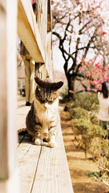 动物小猫摄影素材背景