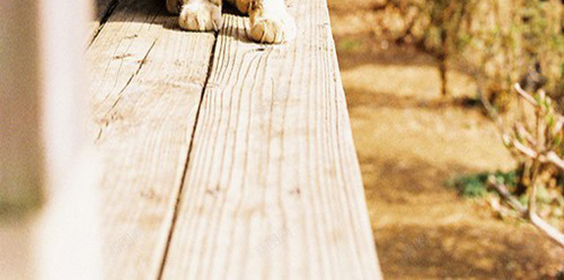 动物小猫摄影素材jpg设计背景_新图网 https://ixintu.com 小猫咪 桃树 阳光 温暖 可爱 动物摄影素材 动物摄影H5素材 摄影 风景
