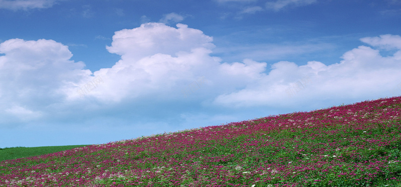 蓝天下的花海背景jpg设计背景_新图网 https://ixintu.com 蓝天 天空 白云 花海 花田 绿色 海报banner 摄影 风景