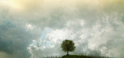 绿色心情灰色天空下的树木图片高清图片