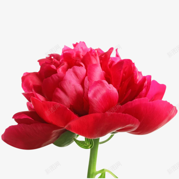 红色情人节鲜花png免抠素材_新图网 https://ixintu.com 玫瑰花 情人 植物 鲜花 牡丹