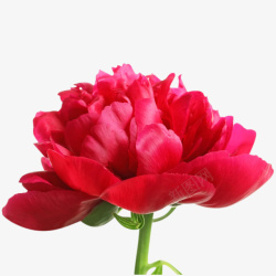 红色情人节鲜花素材