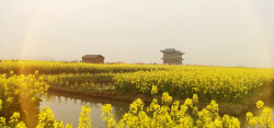 油菜花田免费下载油菜花风景下载素材高清图片