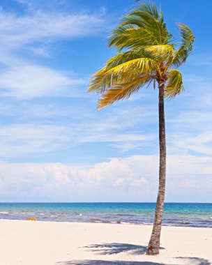 海边摇曳在风中的椰树背景