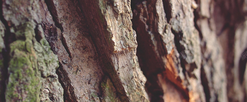 树皮背景背景