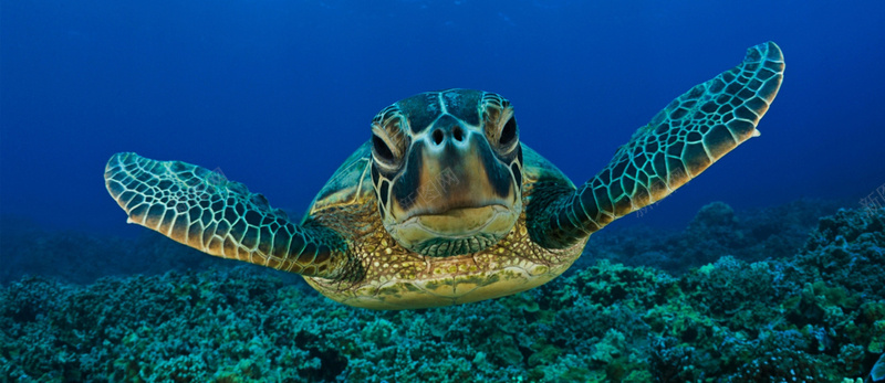 水下海龟背景图jpg设计背景_新图网 https://ixintu.com 海龟 水下 海洋 大海 动物 海报banner 摄影 风景
