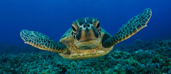 水下摄影水下海龟背景图高清图片