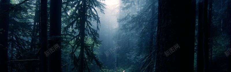 森林大树背景jpg设计背景_新图网 https://ixintu.com 森林 大树 阳光 海报banner 摄影 风景