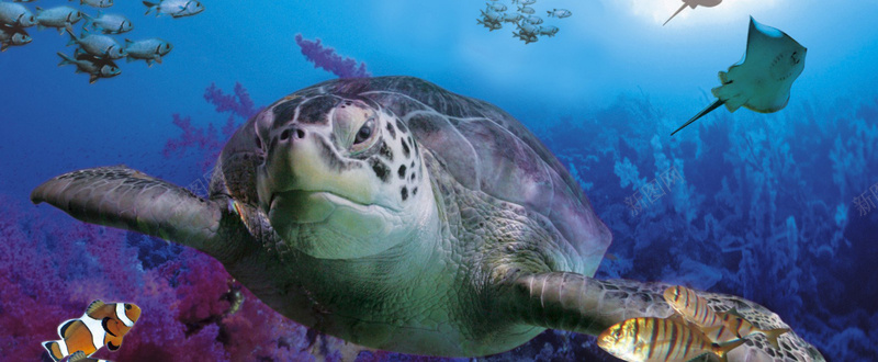 海龟海底背景图jpg设计背景_新图网 https://ixintu.com 海龟 海洋 动物 自然 自由 海报banner 摄影 风景