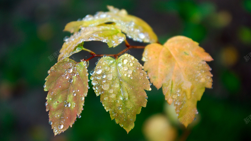 秋天雨后的黄叶水珠jpg设计背景_新图网 https://ixintu.com 秋天 季节 枫叶 水珠