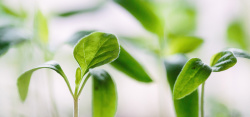 发芽素材海报背景绿色发芽小植物清新背景高清图片