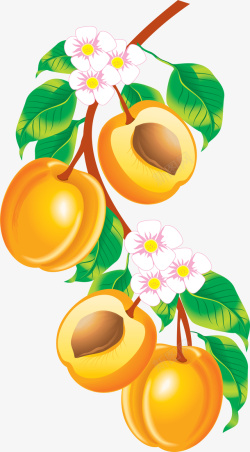 手绘油桃手绘黄桃图片png高清图片
