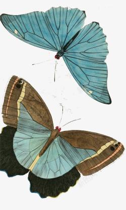 蝴蝶装饰图素材